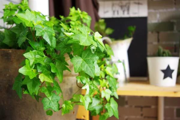 常春藤枯了要不要剪掉，需要进行修剪