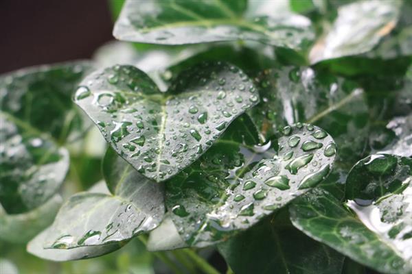 常春藤枯了要不要剪掉，需要进行修剪