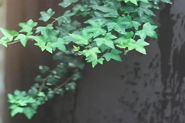 常春藤枯了要不要剪掉，需要进行修剪