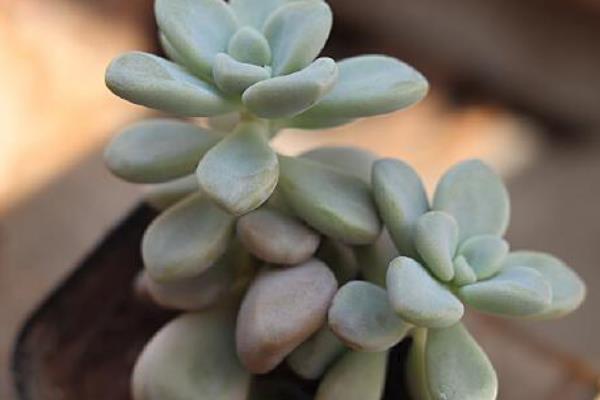 肉多多的养殖方法，生长期间把温度保持在15-28℃