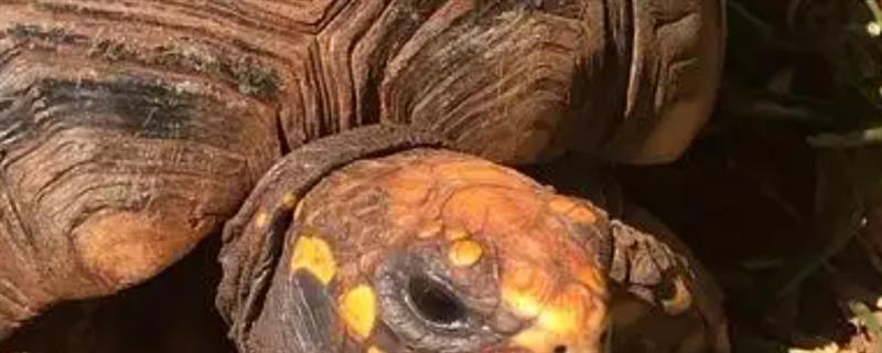 麝香龟是深水龟还是半水龟，麝香龟是深水龟