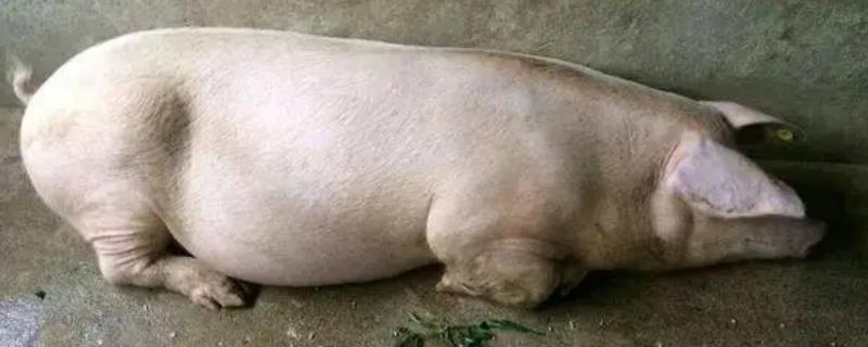母猪产后不吃食怎么办，根据实际情况采取对应措施