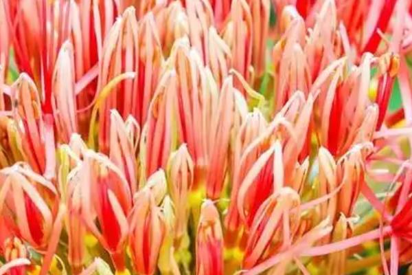 珊瑚花的叶子为什么发黄，一般是光照强烈、施肥不当等因素引起