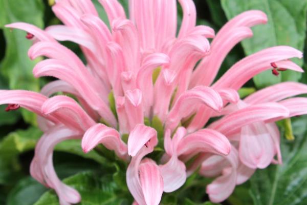 珊瑚花的叶子为什么发黄，一般是光照强烈、施肥不当等因素引起