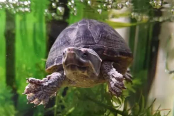 麝香龟是深水龟还是半水龟,麝香龟是深水龟