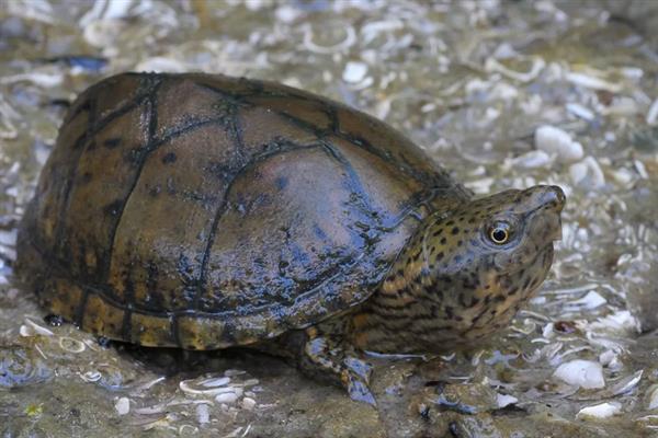 麝香龟是深水龟还是半水龟,麝香龟是深水龟