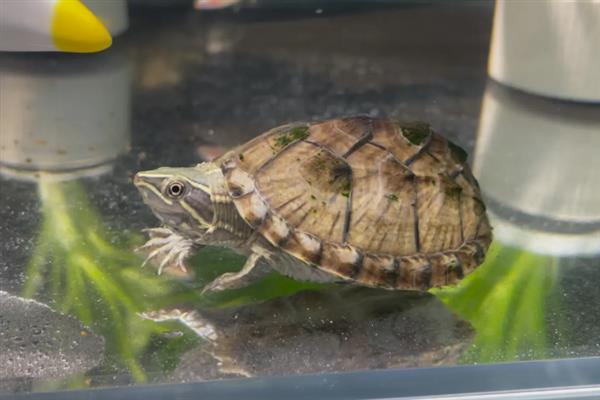 麝香龟是深水龟还是半水龟,麝香龟是深水龟