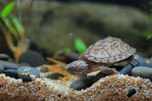 麝香龟是深水龟还是半水龟,麝香龟是深水龟