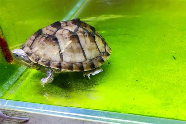 麝香龟是深水龟还是半水龟,麝香龟是深水龟
