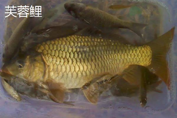 鲤鱼的颜色，不同品种的色彩有区别