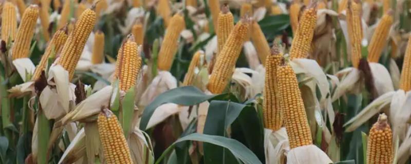农大372品种介绍，在黄淮海夏玉米区从出苗至成熟需要103天