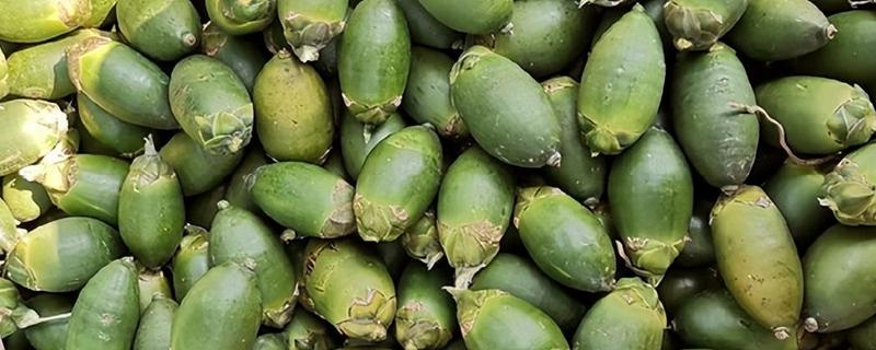 槟榔水果的形态特征,是长圆形或卵圆形的