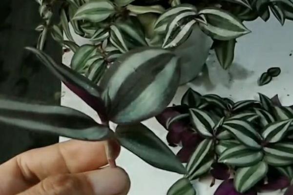 吊竹梅叶片长毛怎么处理，要立即停止浇水