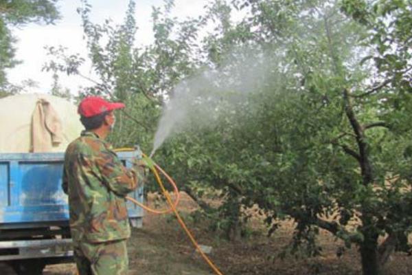 苹果树落叶的原因，可能是感染了病毒或管理不当所致
