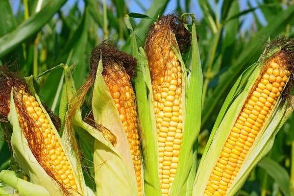 农大372品种介绍，在黄淮海夏玉米区从出苗至成熟需要103天