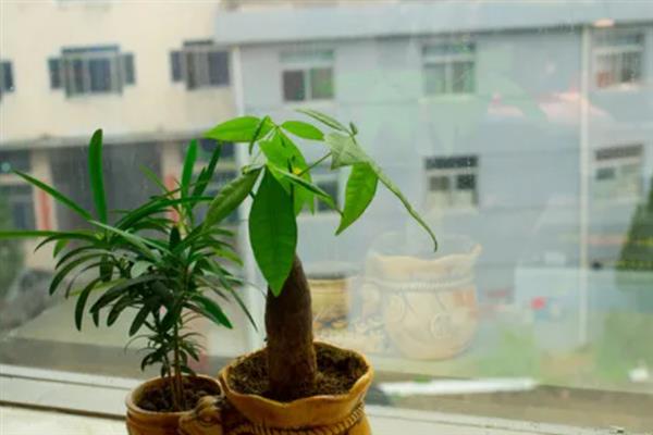 发财树不适合摆放的位置，不适合放在空调出风口附近
