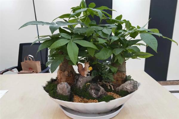 发财树不适合摆放的位置，不适合放在空调出风口附近