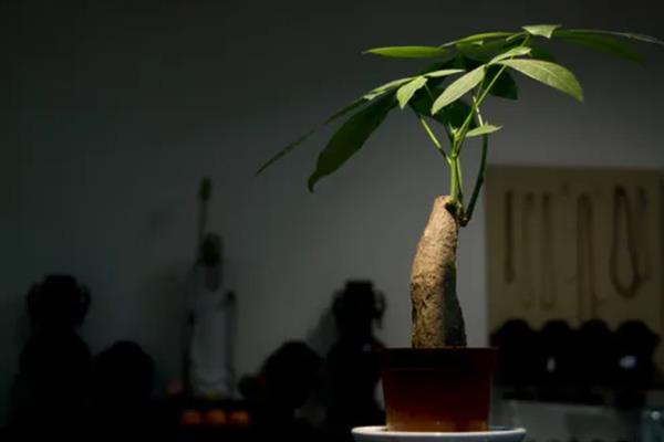 发财树不适合摆放的位置，不适合放在空调出风口附近