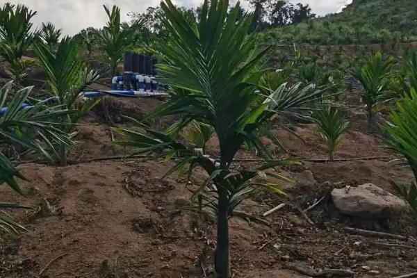 槟榔水果的形态特征，是长圆形或卵圆形的