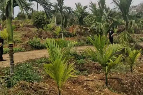 槟榔水果的形态特征，是长圆形或卵圆形的