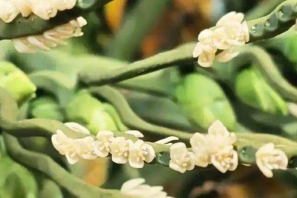 槟榔水果的形态特征，是长圆形或卵圆形的