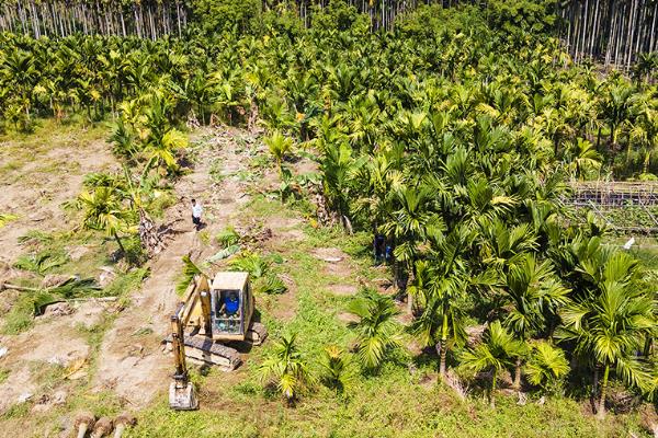 槟榔水果的形态特征，是长圆形或卵圆形的