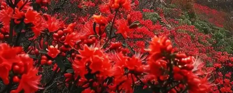 映山红有什么寓意，代表永远属于你、繁荣昌盛等含义