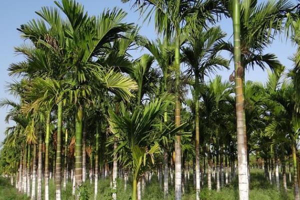 槟榔水果的形态特征，是长圆形或卵圆形的