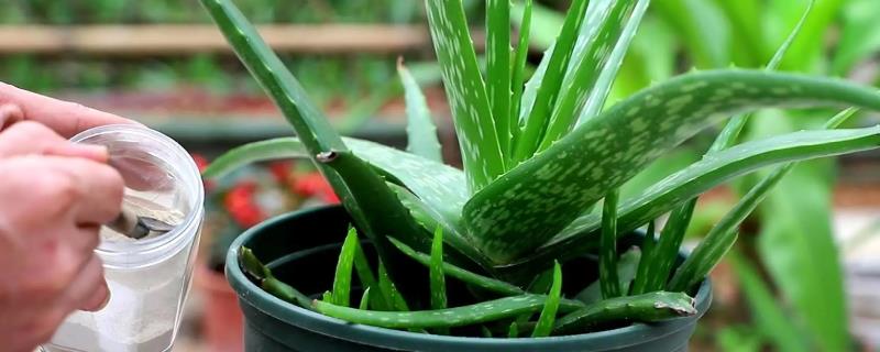 如何种植裸根芦荟，种植前需先检查有无烂根