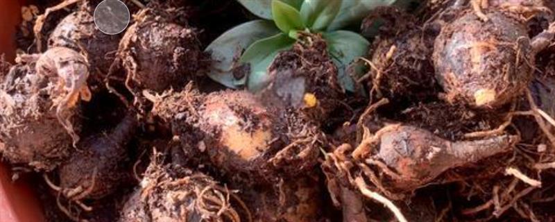如何种植风雨兰的种球，在阴凉通风处养一段时间再接受光照
