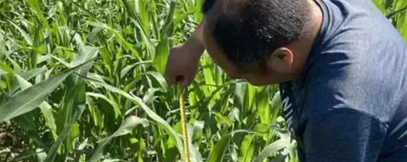 玉米拔节期的注意事项，土壤含水量低于70%时要浇水