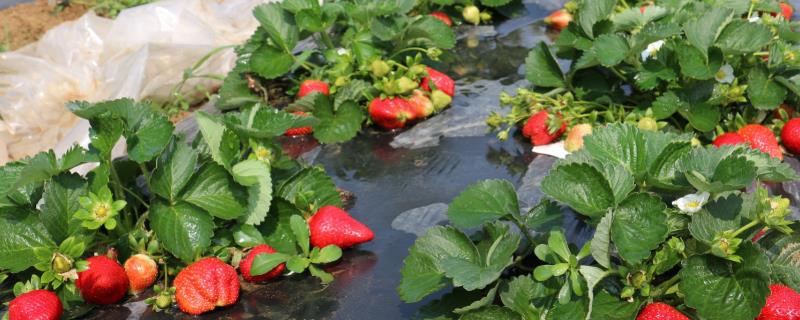 大棚草莓怎样越冬，需科学施肥浇水