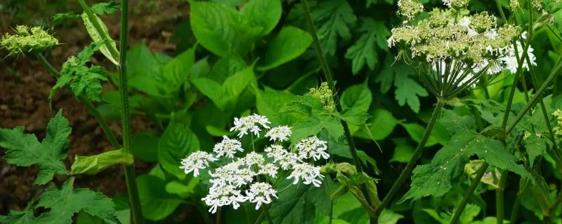 白芷的病虫害如何防治，不同病虫害的防治方法不同