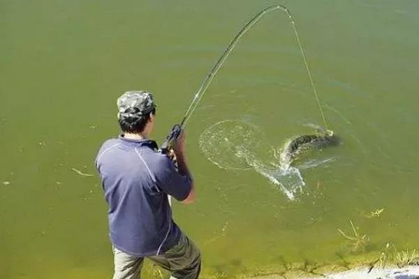 钓鱼什么时候提竿，出现顿口、送漂等漂相时抬竿有很高的中鱼率