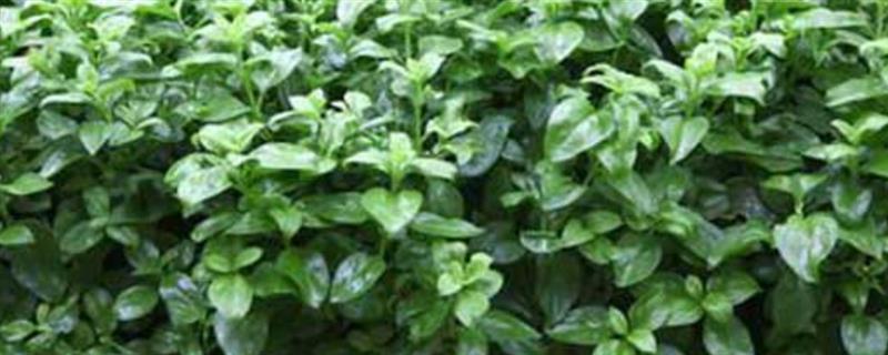 穿心莲的播种方法，磨去种皮蜡质、经过浸种催芽再播种