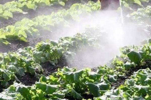 植物有哪些叶面肥，分为营养型、调节型等