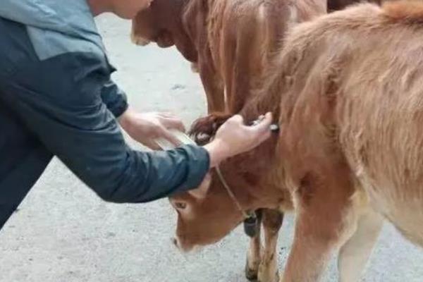 牛犊为什么不吃奶，主要有以下3个原因