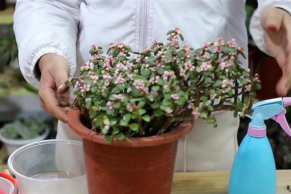 金枝玉叶花怎么养，生长需要充足的光线照射
