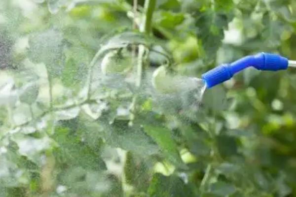 植物有哪些叶面肥，分为营养型、调节型等