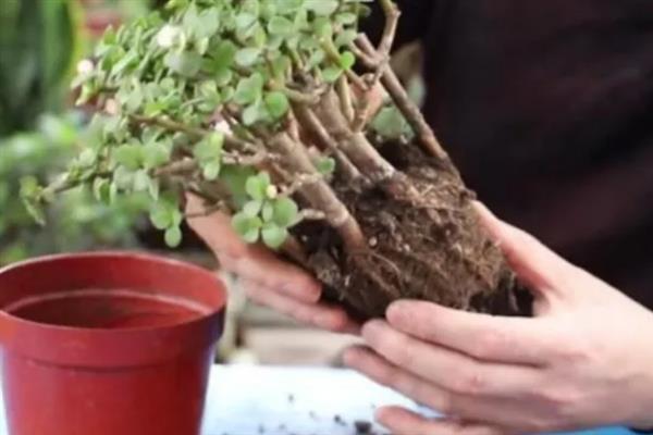 金枝玉叶花怎么养，生长需要充足的光线照射