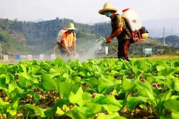 植物有哪些叶面肥，分为营养型、调节型等
