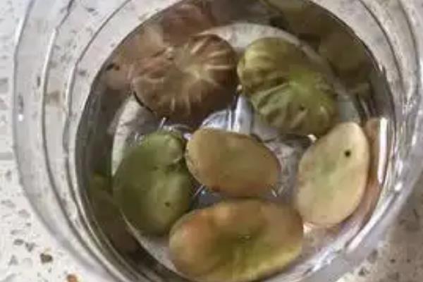 怎么在阳台上种植蚕豆，种植期间让植株全天接受日照