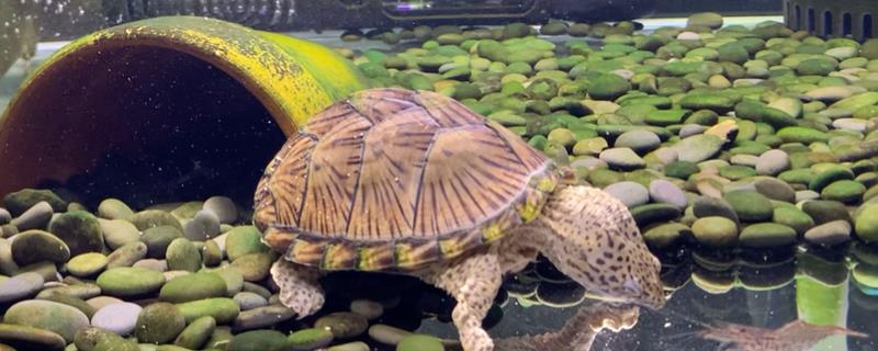 剃刀龟能否与热带鱼混养，小型热带鱼会受到攻击