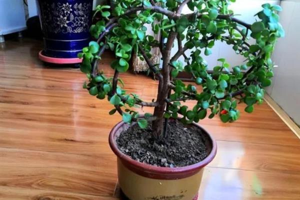 金枝玉叶花怎么养，生长需要充足的光线照射