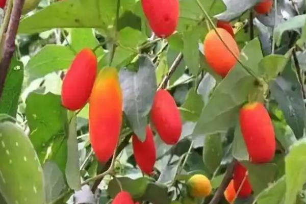 农村栽什么果树赚钱，推荐种植白猕猴桃、蓝莓等