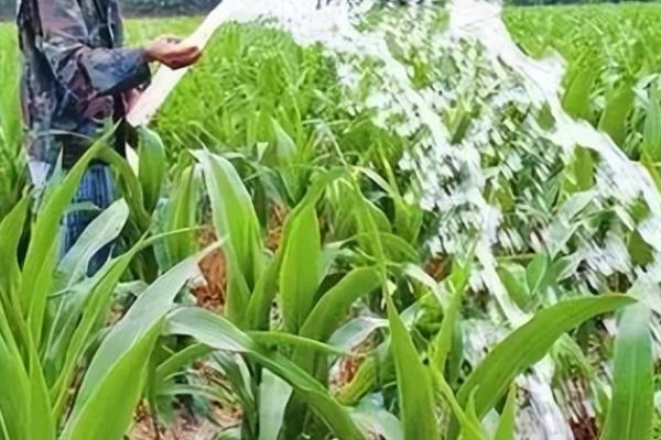 玉米拔节期的注意事项，土壤含水量低于70%时要浇水