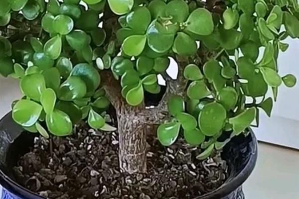 金枝玉叶花怎么养，生长需要充足的光线照射