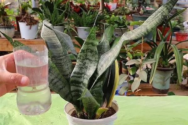 虎皮兰怎么养殖，冬季每隔10天浇一次水