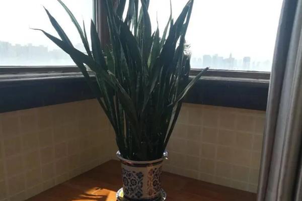虎皮兰怎么养殖，冬季每隔10天浇一次水