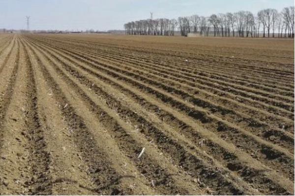 穿心莲的播种方法，磨去种皮蜡质、经过浸种催芽再播种